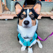 Shop Dog Boutique - Photo 6 - Car repair in Sioux Falls, SD, Sioux Falls