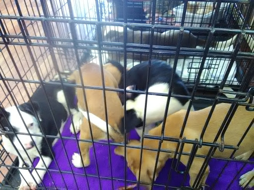 Pet Supply Store «Pet Supermarket», reviews and photos, 151 E Van Fleet Dr, Bartow, FL 33830, USA