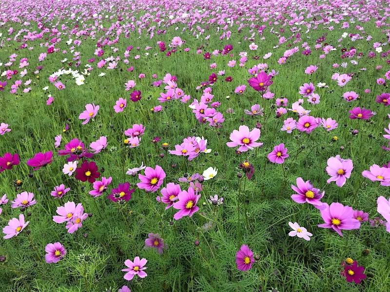 Cosmo Flower Field