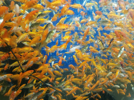 Pet Supply Store «Pet Supplies Plus», reviews and photos, 1237 Concord Pkwy N, Concord, NC 28025, USA