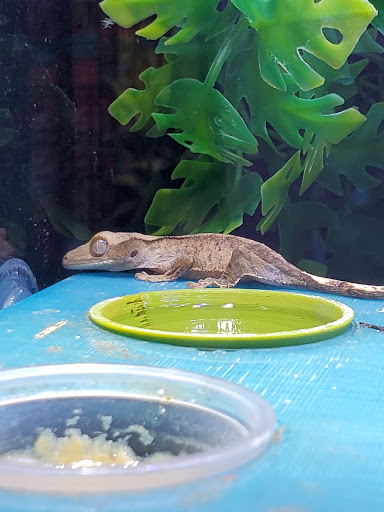 Pet Store «A Family Pet Center», reviews and photos, 6230 N Lockwood Ridge Rd, Sarasota, FL 34243, USA