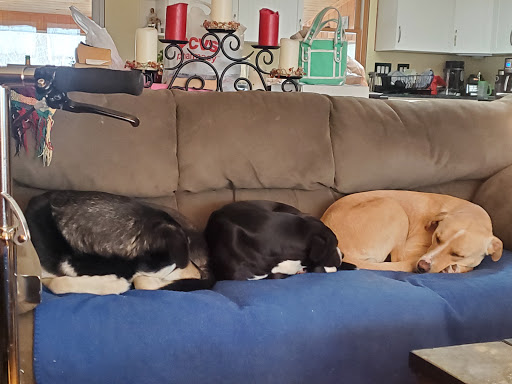 Hello Doggie Daycare, LLC