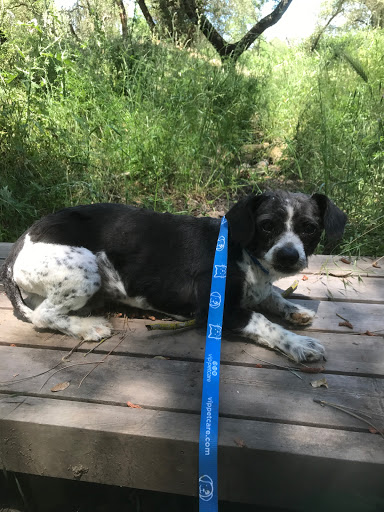 Animal Rescue Service «1 Love Dog Rescue», reviews and photos