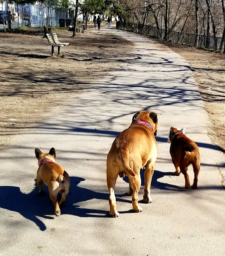 Dog Park «Clarendon Dog Park», reviews and photos, 1299 N Herndon St, Arlington, VA 22201, USA