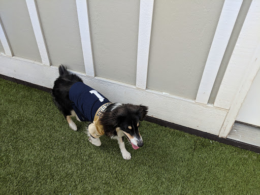 Dog Day Care Center «Bark City Doggy Daycare», reviews and photos, 149 Village Center Lane, Bozeman, MT 59718, USA