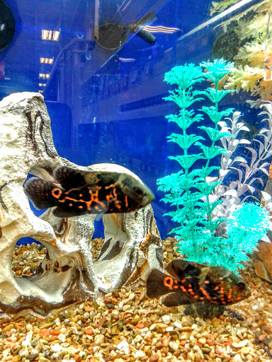 Pet Supply Store «PetSmart», reviews and photos, 26532 Towne Centre Dr, Foothill Ranch, CA 92610, USA