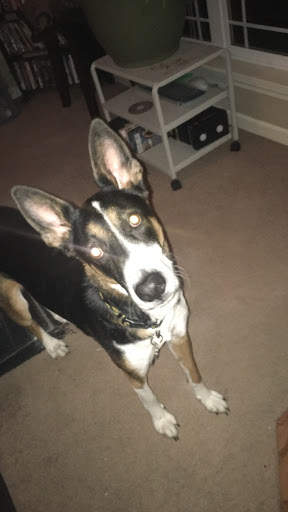 Animal Shelter «The Humane Society of Greater Kansas City», reviews and photos