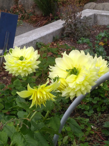 Park «Kirke Park», reviews and photos, 7028 9th Ave NW, Seattle, WA 98117, USA