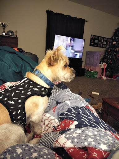 Pet Supply Store «PetSmart», reviews and photos, 860 NE Mall Blvd, Hurst, TX 76053, USA