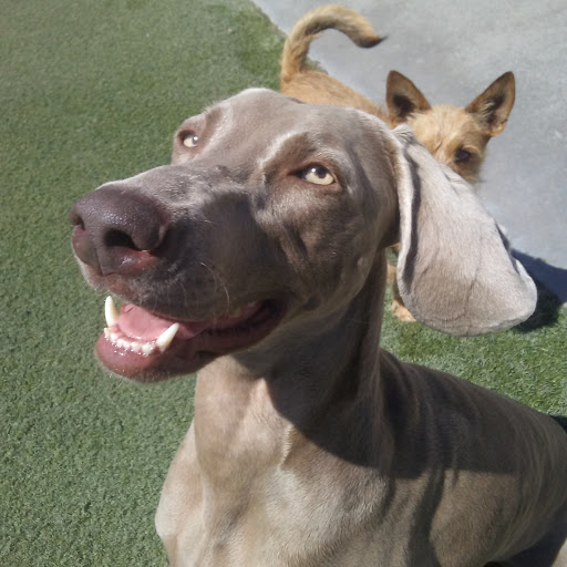 Pet Supply Store «Centinela Feed & Pet Supplies», reviews and photos, 4700 Pacific Coast Hwy, Long Beach, CA 90804, USA