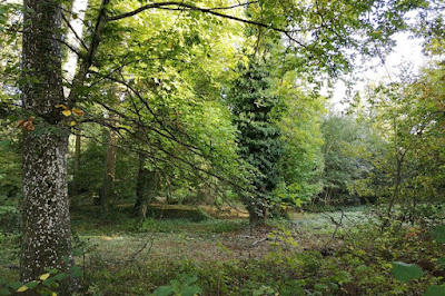 Bois de la Source à Bois-le-Roi