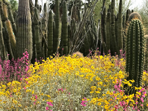 Natural History Museum «Arizona-Sonora Desert Museum», reviews and photos, 2021 N Kinney Rd, Tucson, AZ 85743, USA