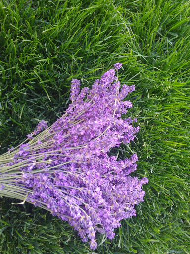 Farm «Oregon Lavender Farm», reviews and photos, 20949 S Harris Rd, Oregon City, OR 97045, USA