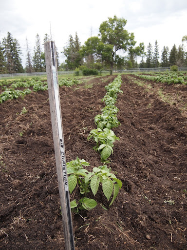 Edmonton Organic Growers Guild