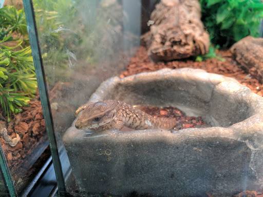 Reptile Store «LLLReptile & Supply Las Vegas», reviews and photos, 8450 W Sahara Ave #105, Las Vegas, NV 89117, USA