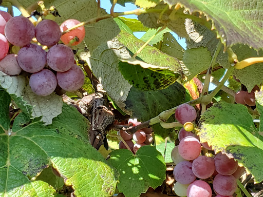 Vineyard «Stone Pillar Vineyard & Winery», reviews and photos, 11000 S Woodland St, Olathe, KS 66061, USA