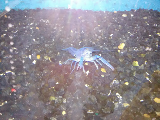 Pet Supply Store «Pet Supermarket», reviews and photos, 800 Sebring Square.., Sebring, FL 33870, USA