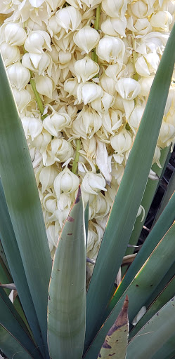 State Park «Lyndon B. Johnson State Park & Historic Site», reviews and photos, 199 Park Road 52, Stonewall, TX 78671, USA