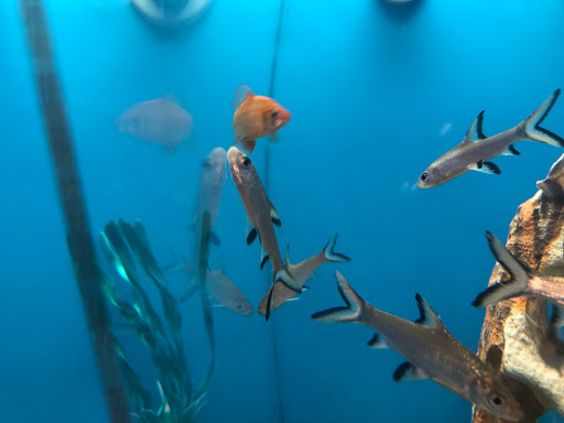 Pet Supply Store «PetSmart», reviews and photos, 9041 Snowden Square Dr, Columbia, MD 21045, USA