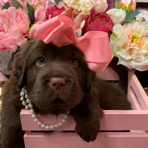 Pet Store «Furry Babies Inc», reviews and photos, 3340 Mall Loop Dr, Joliet, IL 60431, USA