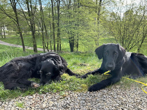 Dr.med.vet. Gottlieb Scherrer unter Überlingen, Baden Württemberg