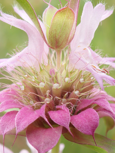 Nature Preserve «Glendale Shoals Preserve», reviews and photos, Emma Cudd Rd, Spartanburg, SC 29302, USA