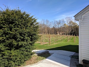 Sweet Baby Vineyard - photo 16