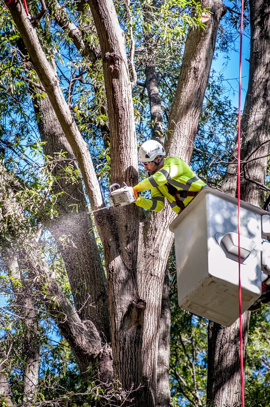 Carolina Tree Care