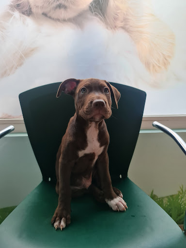 Centro Veterinario Pallares en Gandia