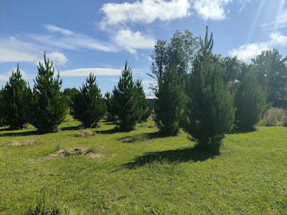 Makarewa Christmas tree farm