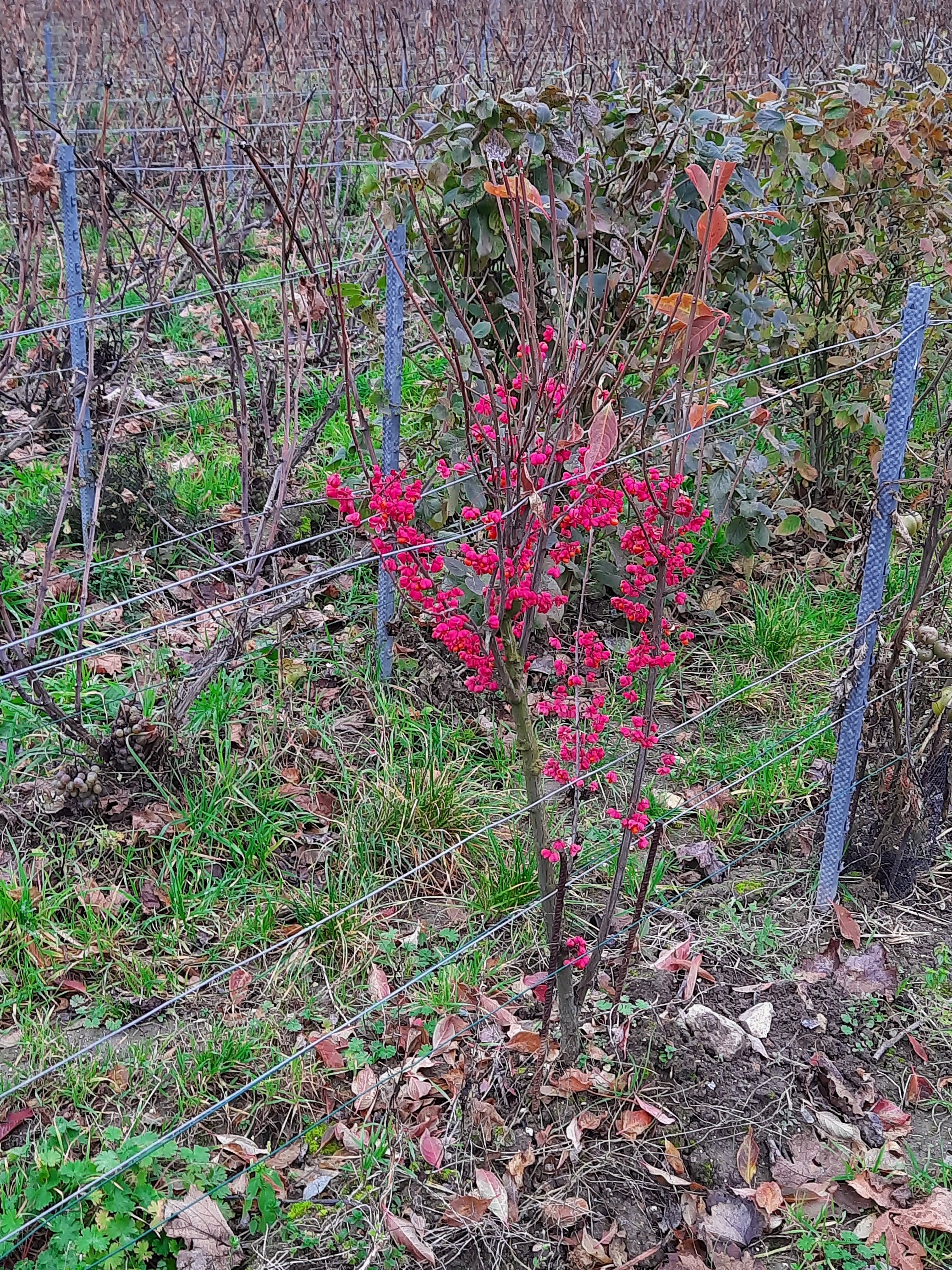 Photo n° 41 de l'avis de Stefano.a fait le 15/11/2021 à 18:24