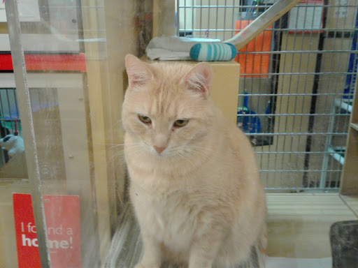 Pet Supply Store «PetSmart», reviews and photos, 2000 Clements Bridge Rd, Woodbury, NJ 08096, USA