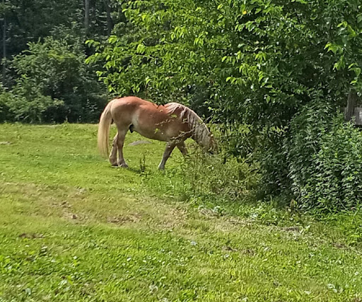 Farm «B & B Flower Farm», reviews and photos, 668 Jones Hill Rd, West Haven, CT 06516, USA