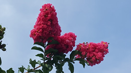 Coffee Shop «Starbucks», reviews and photos, 4108 13th St, St Cloud, FL 34769, USA