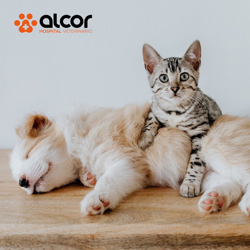 Clínica Veterinaria Alcor en Alcala de Henares