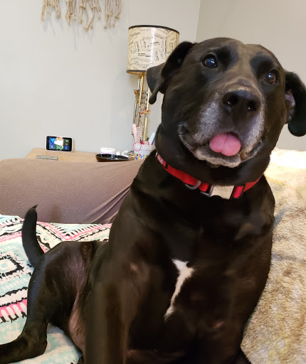 Animal Protection Organization «Butler County Humane Society», reviews and photos