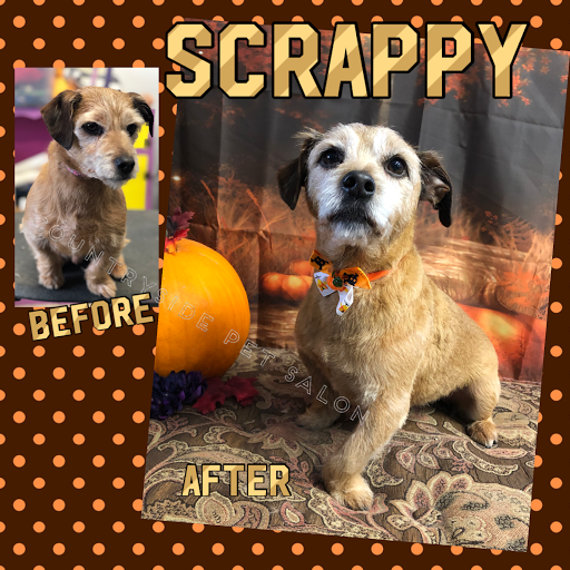 Countryside Pet Salon