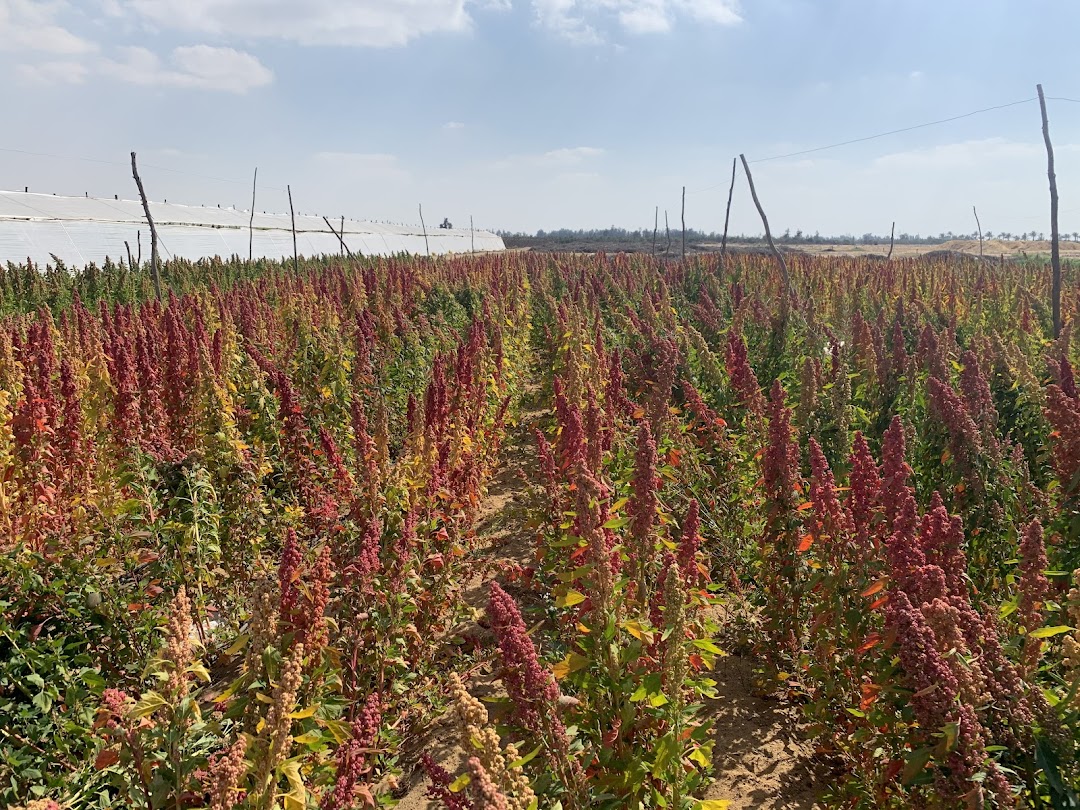 Elbarkouky Farm