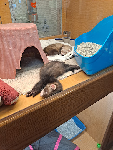 Pet Store «Animal Ark», reviews and photos, 175 S 500 E St, American Fork, UT 84003, USA