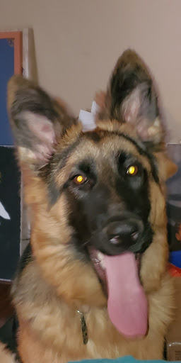 Pet Supply Store «Pet Supplies Plus», reviews and photos, 1676 E Summit St, Crown Point, IN 46307, USA