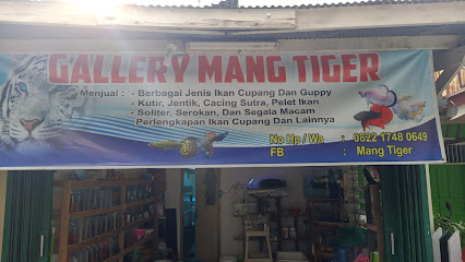 Gallery Mang Tiger