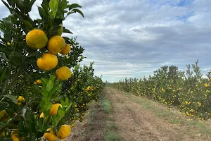 Simonetti Citrus image