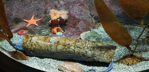 Tourist Attraction «OdySea Mirror Maze», reviews and photos, 9500 East Vía de Ventura #200, Scottsdale, AZ 85256, USA