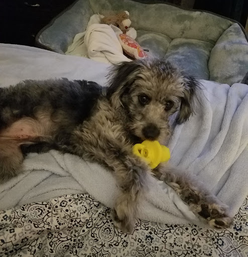 Pet Supply Store «Pet Supplies Plus», reviews and photos, 1519 Lititz Pike, Lancaster, PA 17601, USA