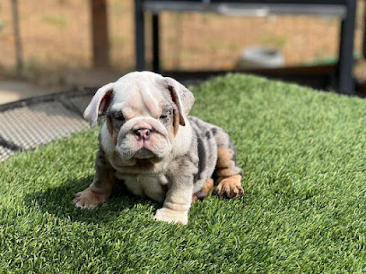 ENGLISH AND FRENCH BULLDOG PUPPIES FOR SALE