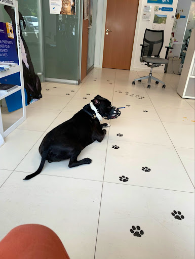 Veterinario Los Cachorros en Madrid
