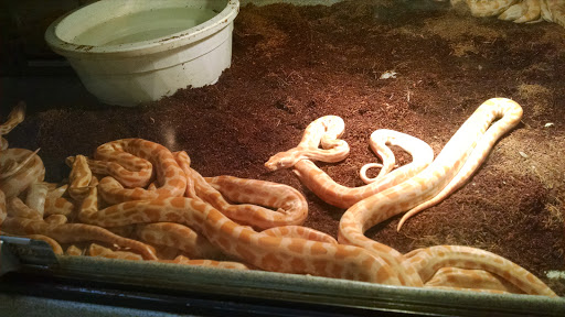 Pet Store «CUSTOM CREATURES PET SHOP», reviews and photos, 10727 N 19th Ave, Phoenix, AZ 85029, USA