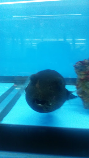 Tropical Fish Store «KHC Aquarium», reviews and photos, 150-1 Northern Blvd, Flushing, NY 11354, USA