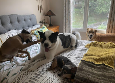 My dog Evee absolutely loves staying with Two Dog People. Ive recently moved to NE Philly but still make the drive to