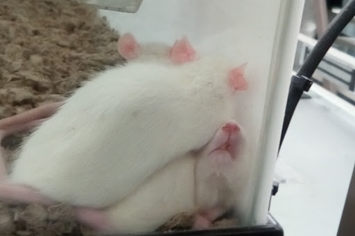 Pet Supply Store «Petco Animal Supplies», reviews and photos, 1401 E Spring Valley Rd, Richardson, TX 75081, USA